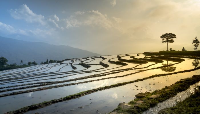 Water Used In Rice Field